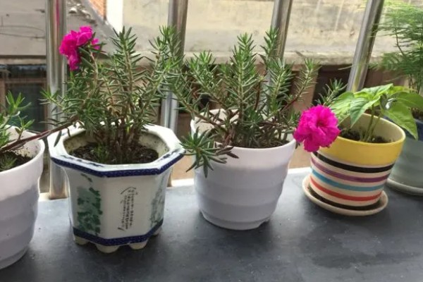 太阳花如何浇水，不同季节的浇水方法不同