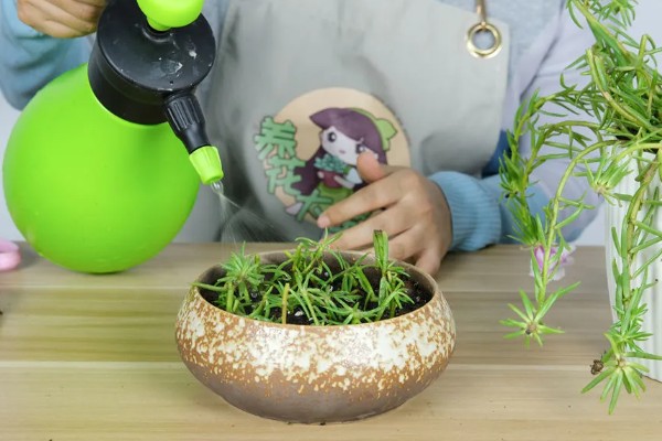 太阳花如何浇水，不同季节的浇水方法不同