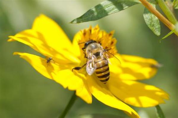 种植平菇的方法，接种后放在通风处慢慢发菌