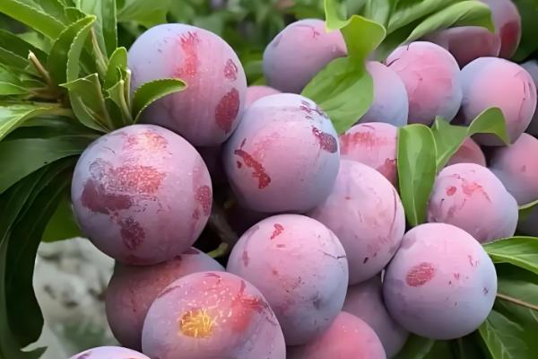 种植平菇的方法，接种后放在通风处慢慢发菌