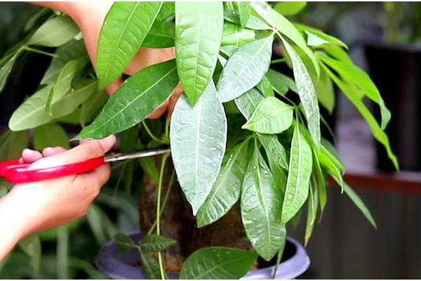 种植平菇的方法，接种后放在通风处慢慢发菌