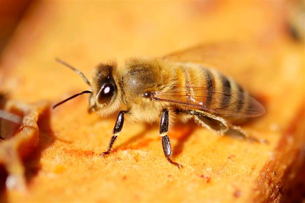 李子苗什么时候种植，11月至次年3月种植为佳