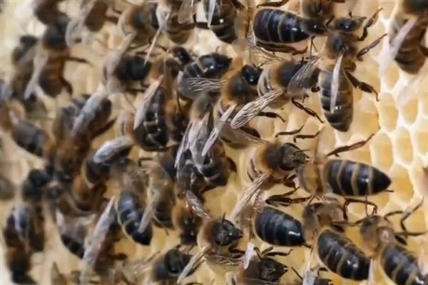 李子苗什么时候种植，11月至次年3月种植为佳