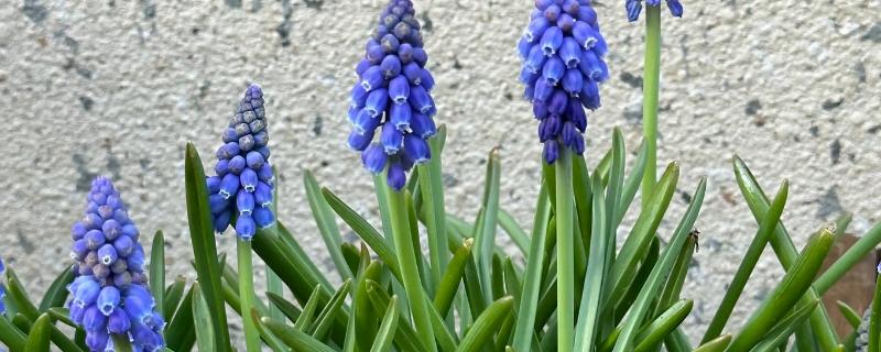 风信子水培如何改土培，首先将植株上的枯叶全部剪除