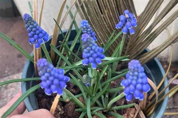 风信子水培如何改土培，首先将植株上的枯叶全部剪除