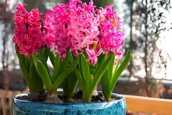 风信子水培如何改土培，首先将植株上的枯叶全部剪除