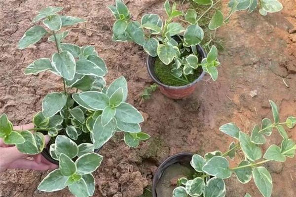 花叶蔓长春怎么养殖，每隔10天追施一次肥料