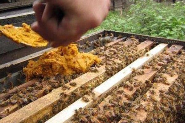 什么瓜跟黄瓜很像，荷兰瓜与黄瓜相似