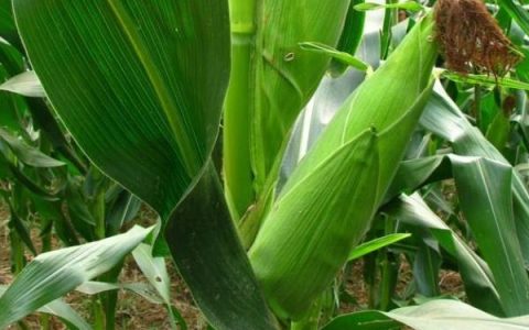 怎么清洗猪大肠，需要用剪刀沿着大肠剪开处理方法