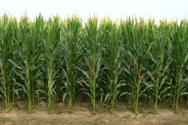 幸福树的种类有哪些，有小萼菜豆树、广西菜豆树等