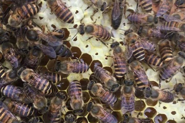 茭白的生长过程介绍，分为萌芽期、分蘖期等