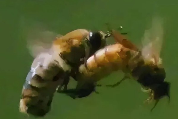 茭白的生长过程介绍，分为萌芽期、分蘖期等