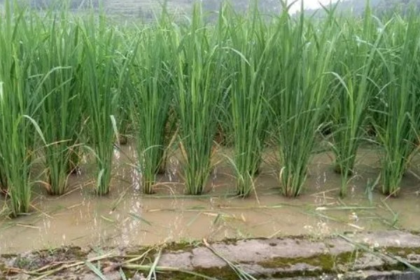 茭白的生长过程介绍，分为萌芽期、分蘖期等