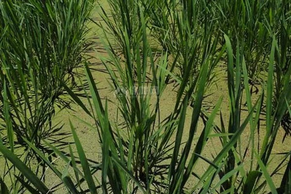 茭白的生长过程介绍，分为萌芽期、分蘖期等