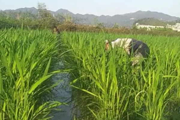 金鱼吊兰怕不怕冷，金鱼吊兰不耐寒