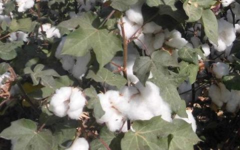 家里养牛蛙要喂什么，不同生长阶段食物有差异