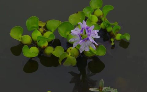 春播花生地膜覆盖栽培方法，一般选择在大寒前后播种