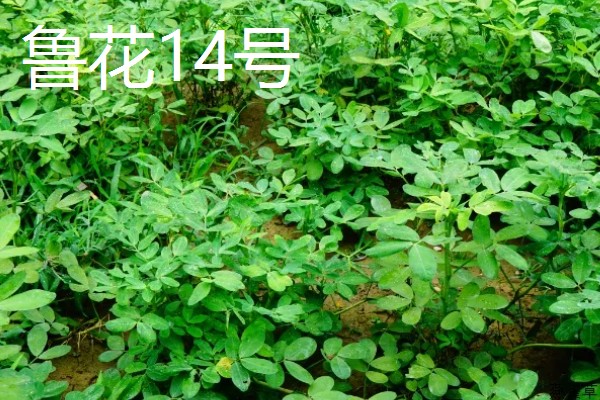 春播花生地膜覆盖栽培方法，一般选择在大寒前后播种