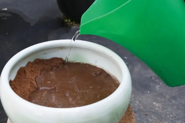 移栽石榴树之后要注意什么，对土壤浇透水但不能产生积水