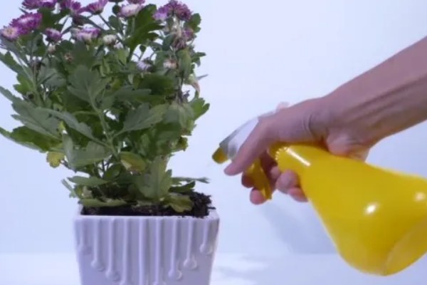 紫鸭跖草叶子反卷枯萎怎么办，要注意保持温暖环境