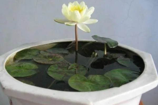 脐橙的施肥方法，幼树在新梢萌芽前要追施尿素