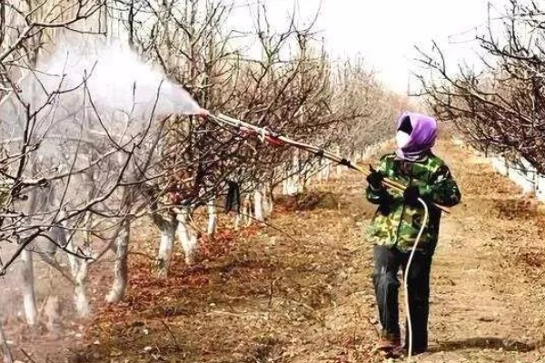 樱桃采摘后的管理方法，适当追肥可避免植株早衰