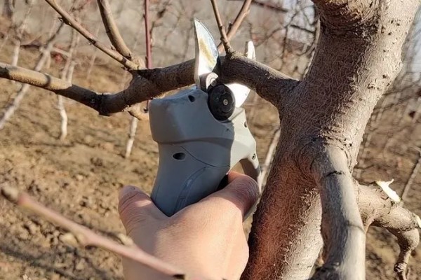 如何盆栽睡莲，株距控制在5厘米以上