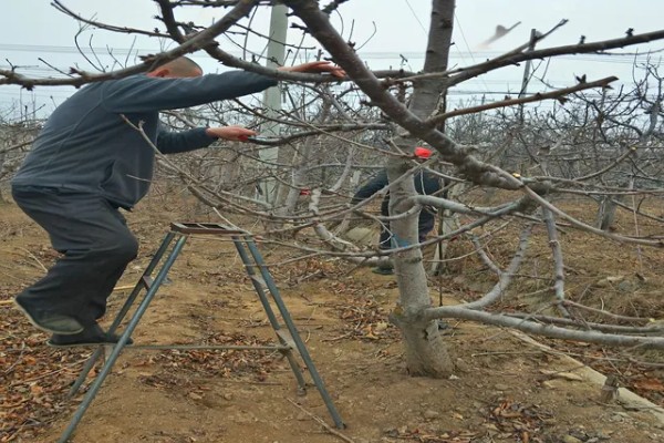 如何盆栽睡莲，株距控制在5厘米以上