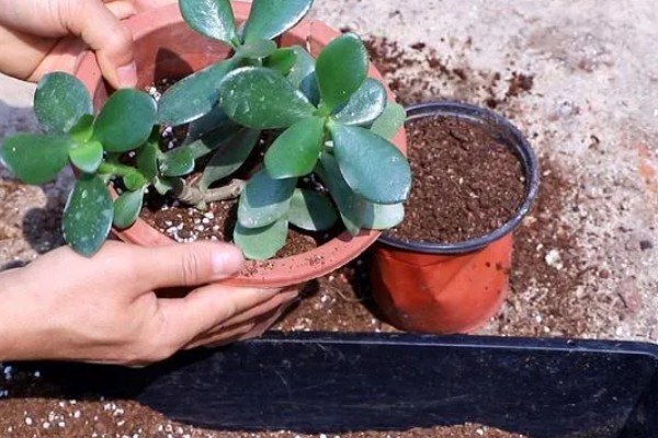 芙蓉花的养殖方法，春秋季节每隔2-3天浇一次水