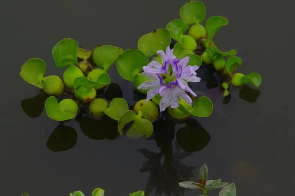 葡萄春季怎么养，进入萌芽期要对其进行修剪