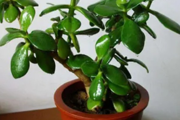 玉树怎么浇水，做到不干不浇浇则浇透原则