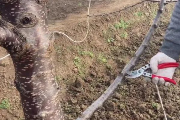 打针了猪肉多长时间才能吃，根据注射的药剂是什么来决定