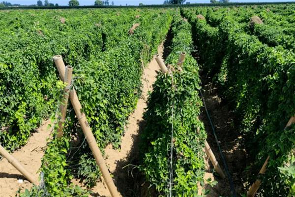 山药的种植技术，每亩地施加3-5m³的腐熟有机肥