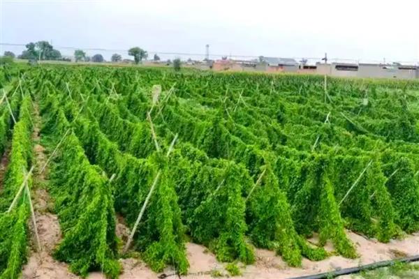 山药的种植技术，每亩地施加3-5m³的腐熟有机肥