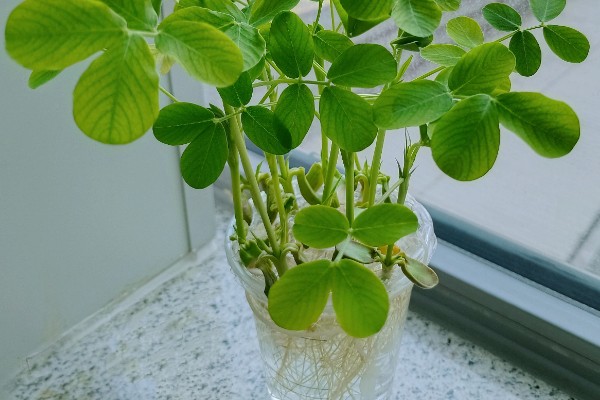 凤稻36号水稻种子简介