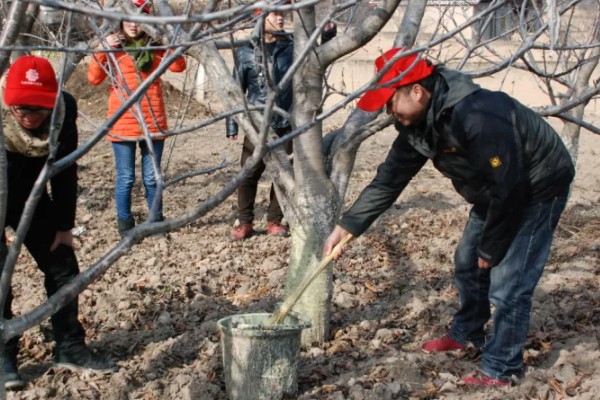 冬天什么花开放，有腊梅、炮仗花等