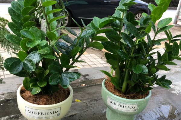 菊花叶片常见病害如何防治，常见的有斑枯病、枯萎病等