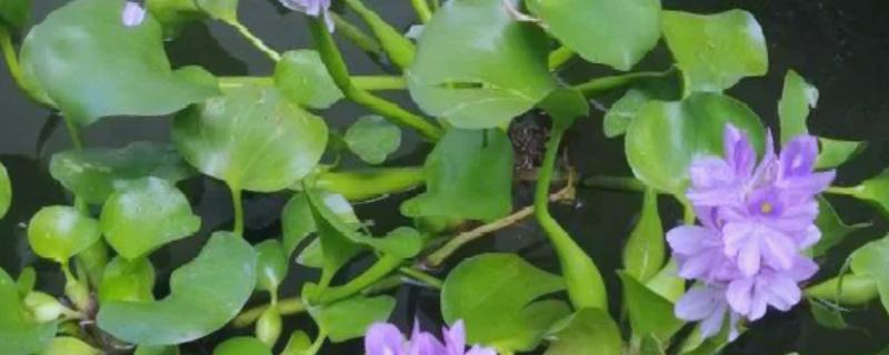 菊花叶片常见病害如何防治，常见的有斑枯病、枯萎病等