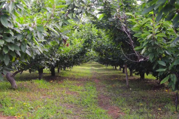 菊花叶片常见病害如何防治，常见的有斑枯病、枯萎病等