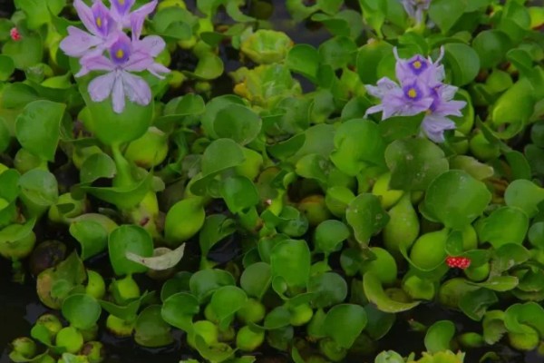 水葫芦能不能做饲料，可作为辅料用来饲喂家禽