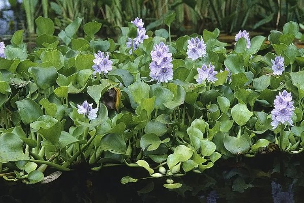 水葫芦能不能做饲料，可作为辅料用来饲喂家禽