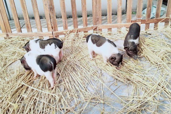 香猪的寿命，寿命是10-25年