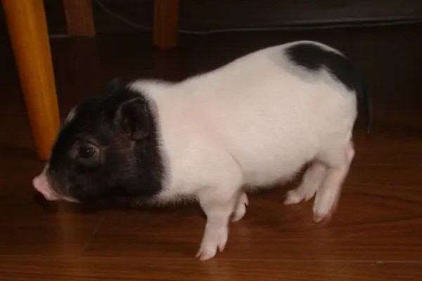 香猪的寿命，寿命是10-25年