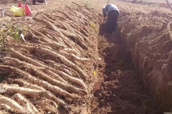 晚上钓鱼使用灯光有影响吗，光源微弱且颜色适宜可吸引鱼类