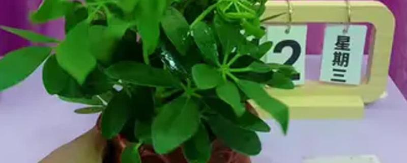 河蟹怎么养能多活几天，需要给它做好保湿工作