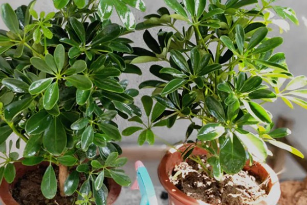 七叶草能水培吗，七叶草可以水培