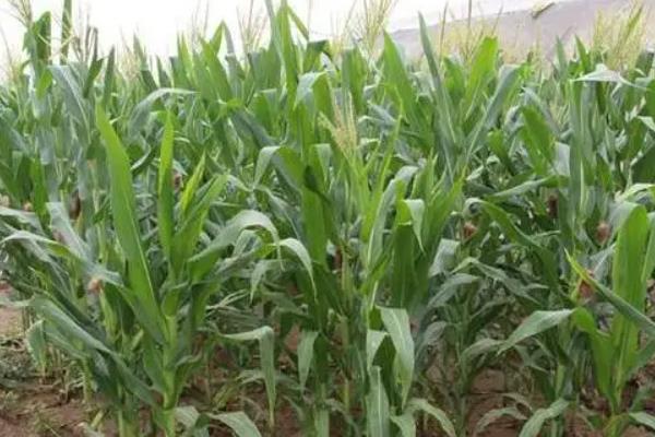 惠育918玉米品种的特性，种植密度不宜过大