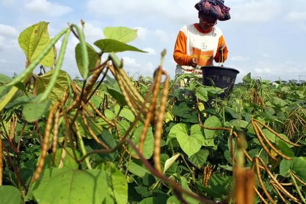 A380玉米品种的特性，选择中等以上肥力地块