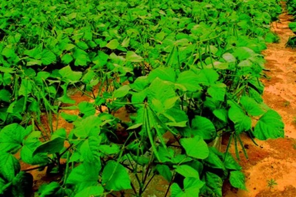 A380玉米品种的特性，选择中等以上肥力地块