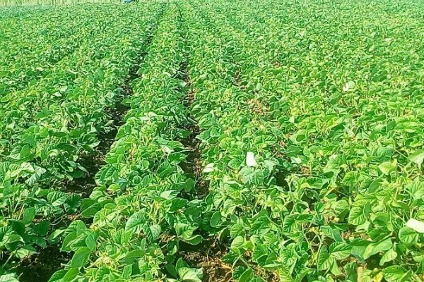 QF537玉米品种的特性，选择中等以上肥力地块